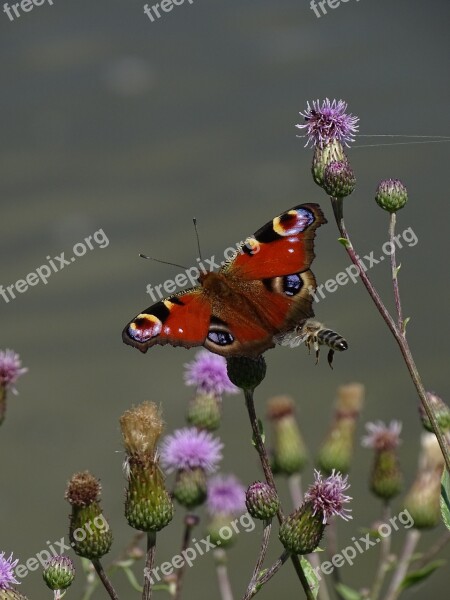 Butterfly Bee Thistle Admiral Butterfly Flying Insects