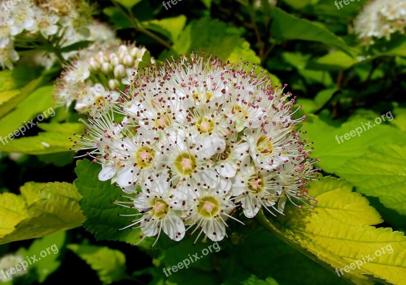 Nature Plant Leaf Flower Pęcherznica