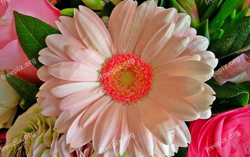 Flower Gerbera Nature Plant Leaf