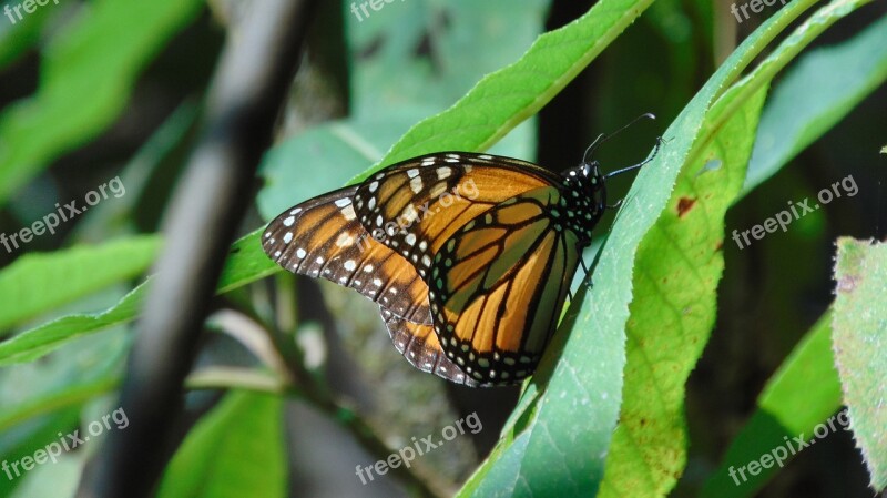 Insect Nature Outdoors Wild Life Butterfly