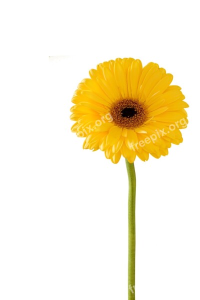 Gerbera Flower Nature Flora Summer Flower