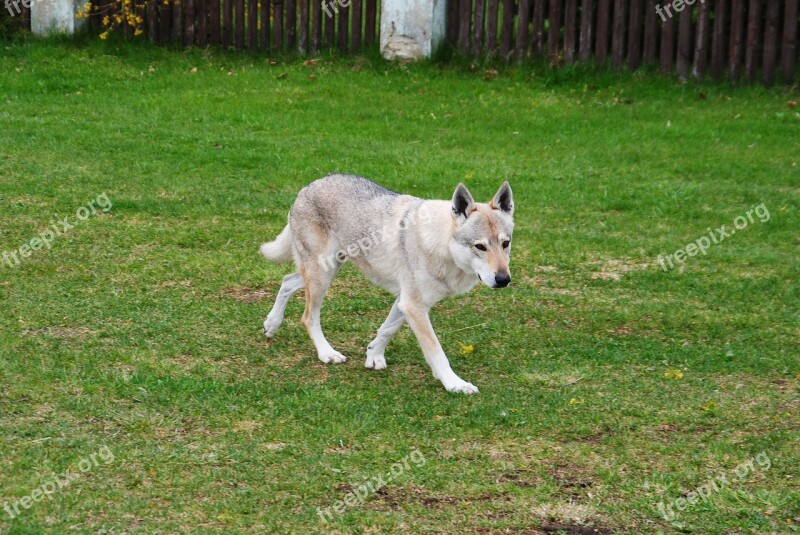 Dog Wolf Czechoslovak Vlčiak Slovakia Animal