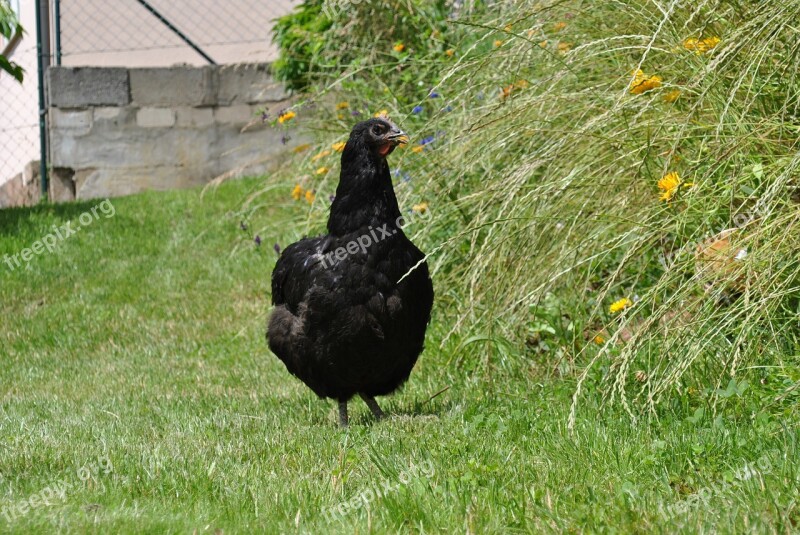 Jersey Giant Hen Chicken Poultry Free Range