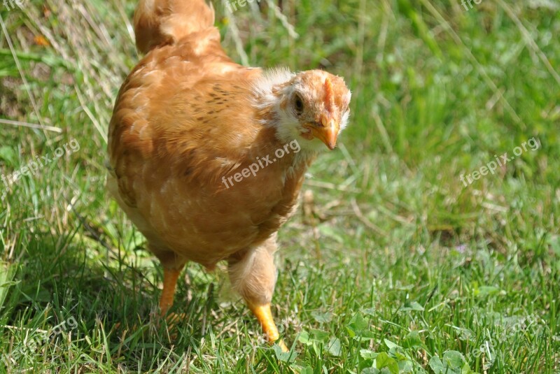 New Hampshire Animal Nature Grass Bird