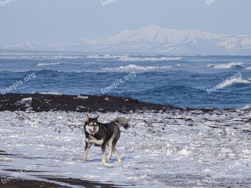 The Pacific Ocean Dog Husky Sea Bay