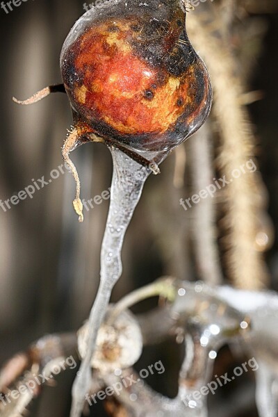 Rose Hip Icicle Nature Outdoors Closeup