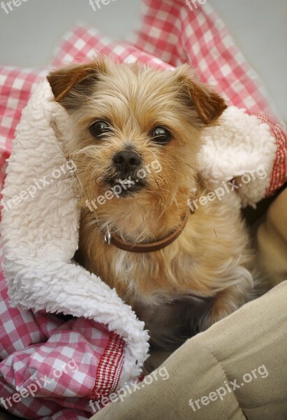 Yorki Dog Yorkshire Terrier Small Dog Cute