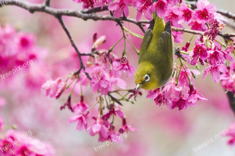 Cherry Blossoms Green Embroidered Eyes Free Photos