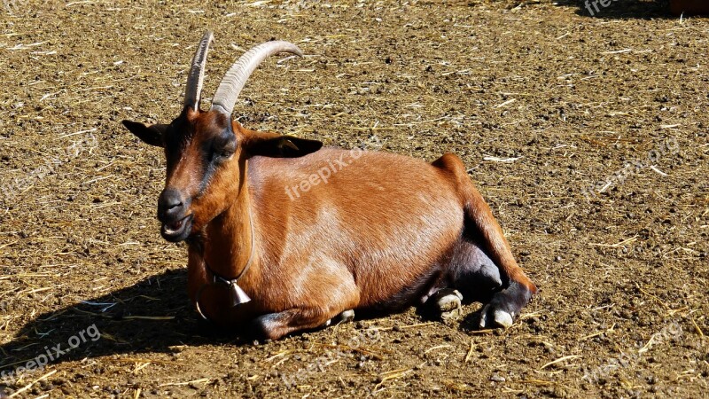 France Aude Goat Mammal Animal