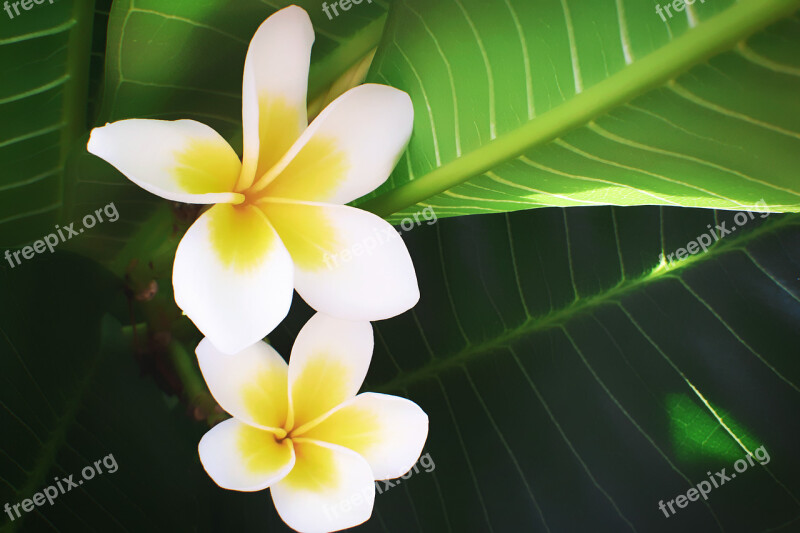 Frangipani Plumeria Flower Flowers Flowering