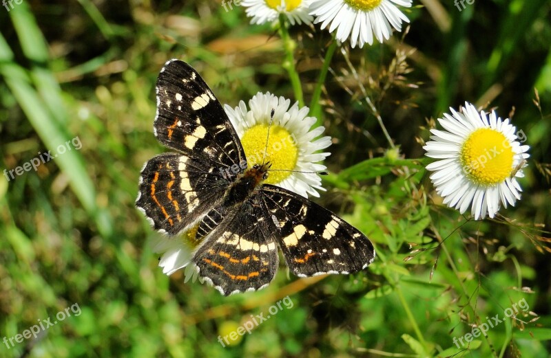 Nature At The Court Of Summer Insect Plant