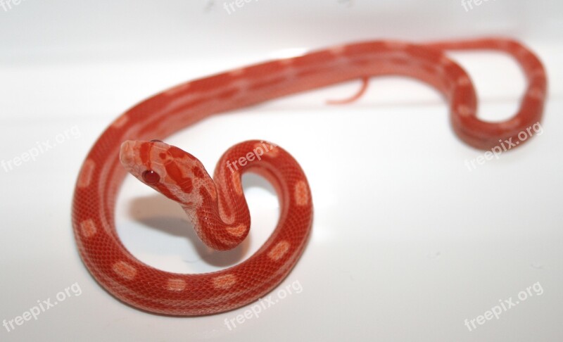 Corn Snake Snake Amelanistisch Motley Reptile