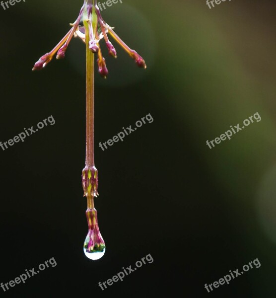 Outdoors Nature Wild Life Flower Drop