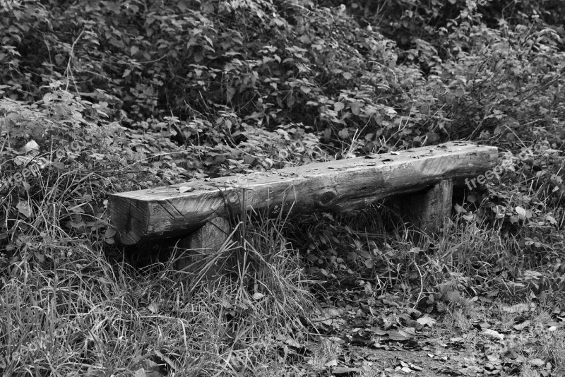 Nature Outdoor Wood Bench Tree