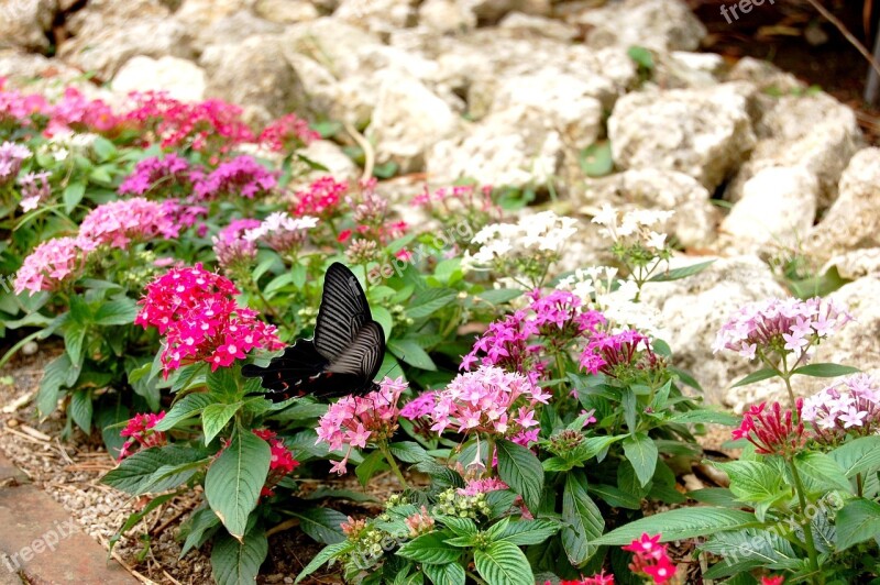 Flowers Natural Plant Leaf Garden