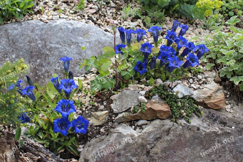 Gentian Nature Summer Vacations Bright