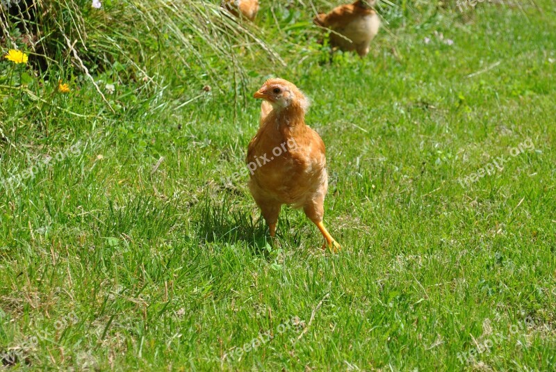 New Hampshire Young Hen Chicken Hen Grass