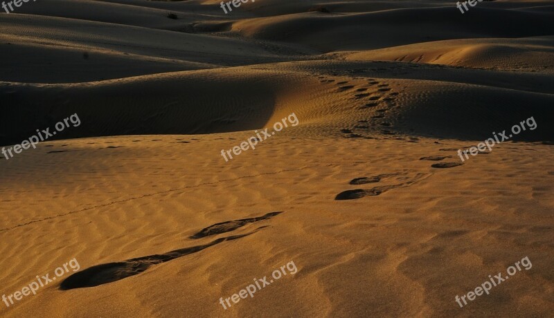 Tracks In The Sand Prints Footprints Sand Desert