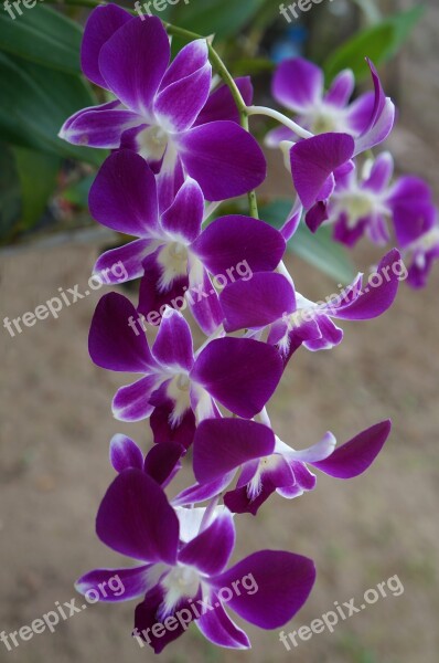 Orchids Branch Flowers Purple Orchid Flowers Bloom Free Photos