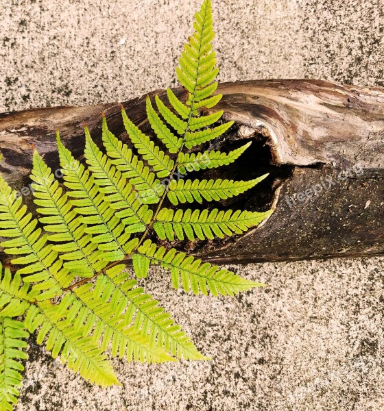 Fern Frond Hay Scented Fern Dennstaedtia Punctilobula Wood Branch