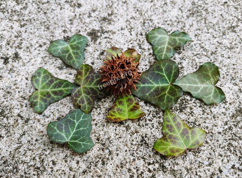 Sweetgum Tree Fruit Sweet Gum Seed Pod Capsule