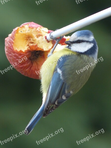 Nature Bird Fauna Outdoor Animal