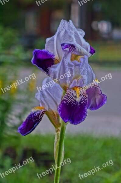 Flower Summer Iris Irises Beauty