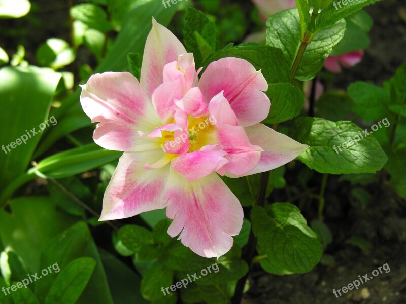 Plant Flower Nature Garden Leaf Plants