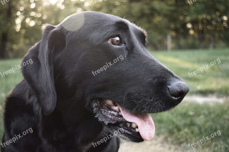 Dog Animal Mammal Portrait Pet