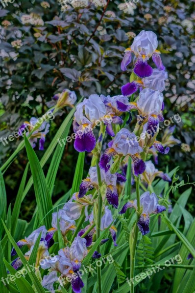 Flowers Summer Iris Irises Beauty