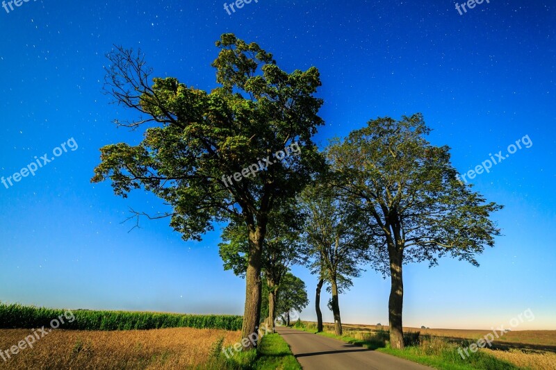 Tree Nature Landscape Sky At The Court Of