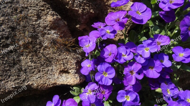 Nature Flower Plant Stone Garden Spring