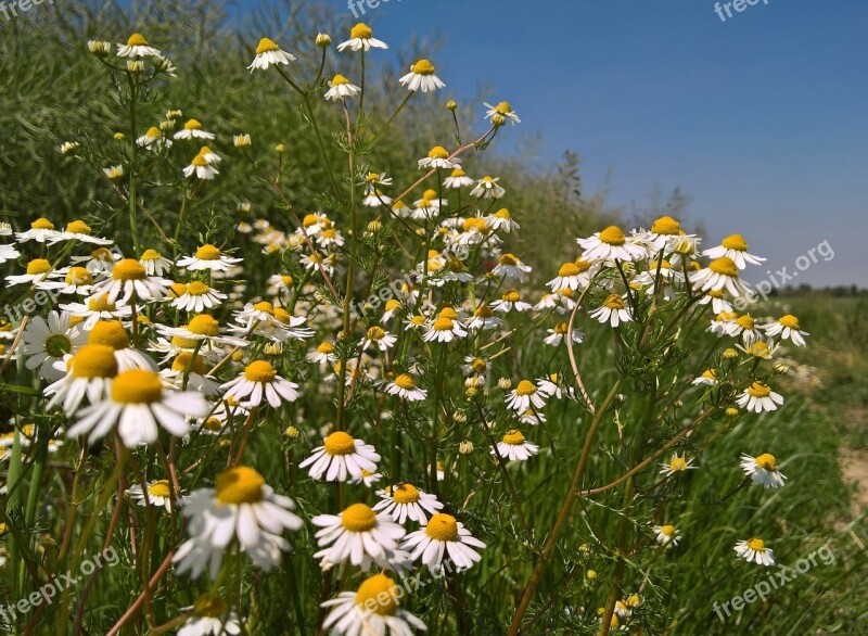 Flower Field Nature Hayfield Flora