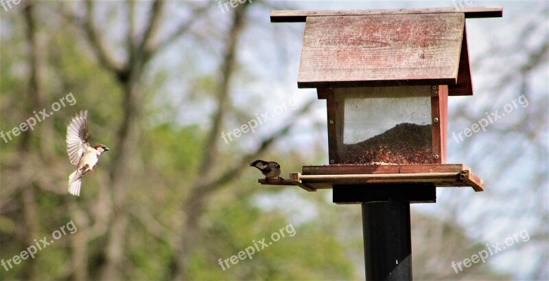 Bird Feeder Outdoors Nature Bird Tree Sparrow