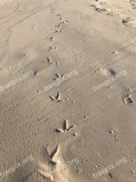 Sand Beach Desert Footprint Seashore