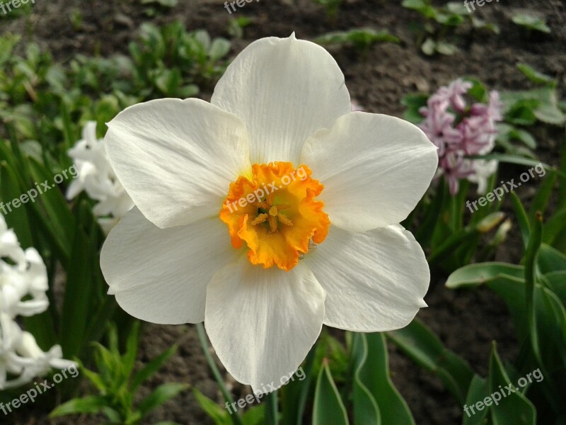 Narcissus Flower Plant Spring Centroid