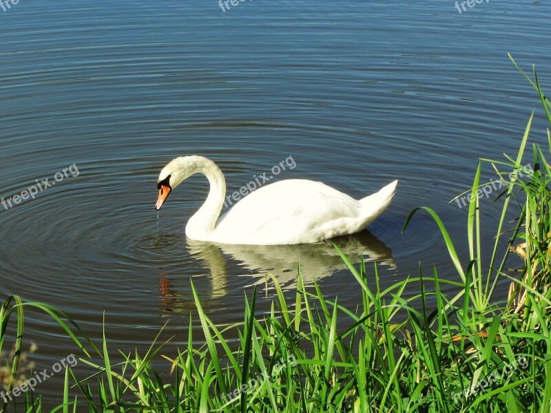 Swan In The Lake Nature Waters Puddle Lake