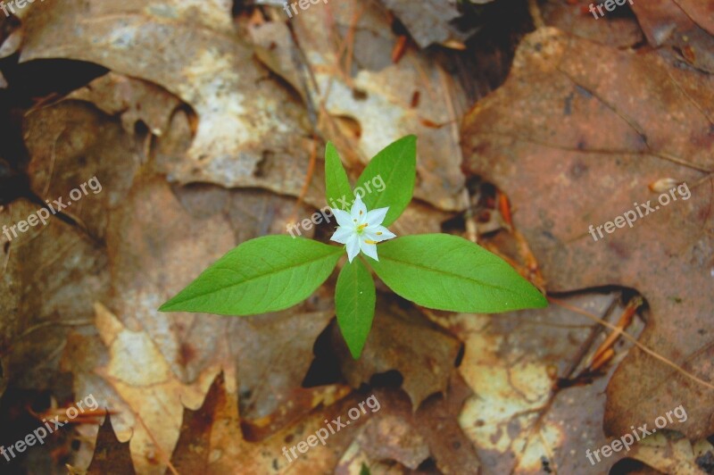 Natural Leaf Outdoors Any Person Not Plant