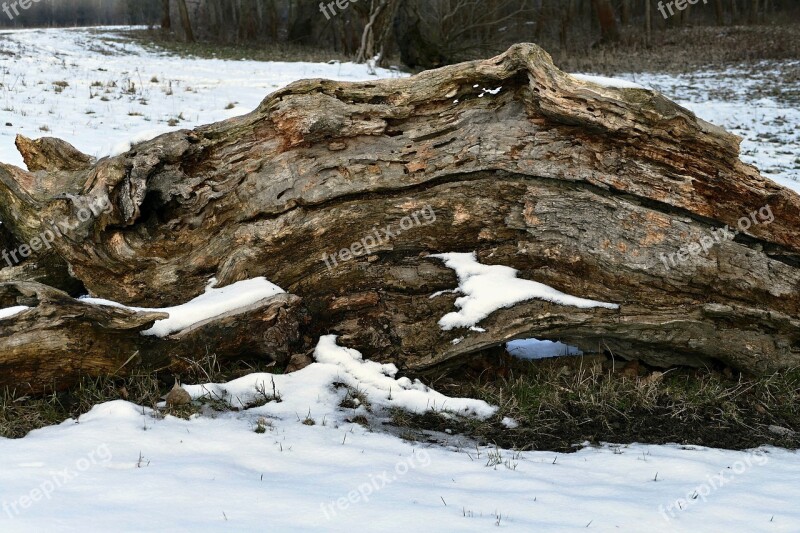 Old Tree Forest Nature Cracks