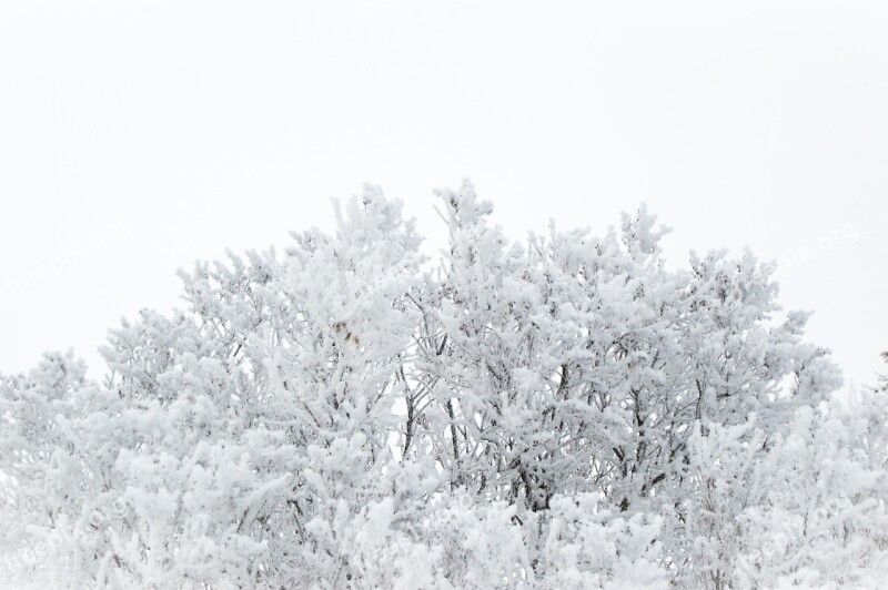 Frost Winter Snow Frozen Cold