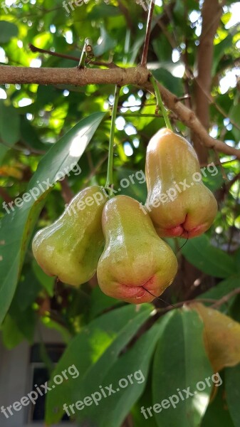 Rose Apples Syzygium Tropical Fruit Nature