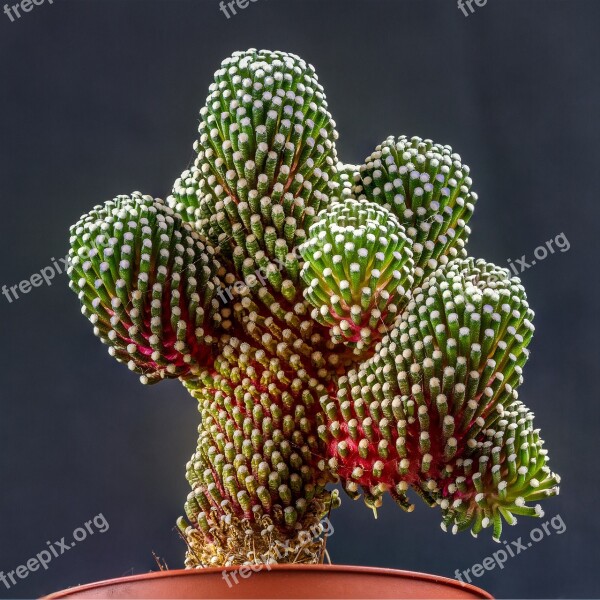 Nature Cactus Plant Flower Mammillaria-luethy