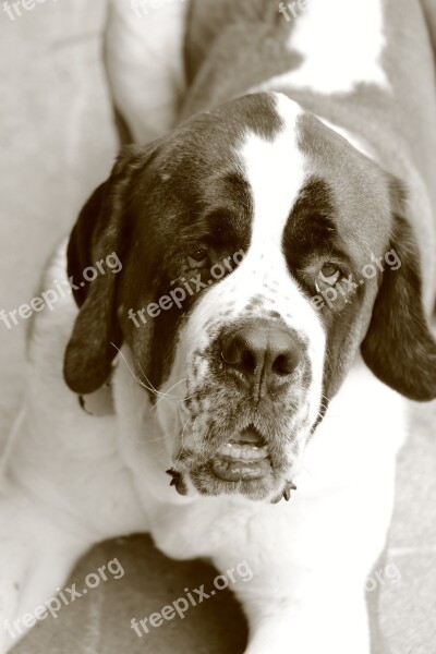 Dog Canine Pet Mammal Portrait