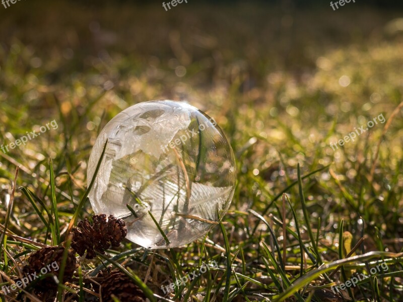 Soap Bubble Frozen Grass Nature Frozen Bubble