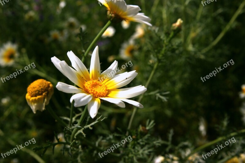 Nature Plant Summer Flower Outdoor