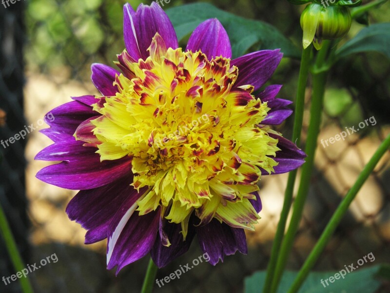 Nature Flower Plant Summer Garden