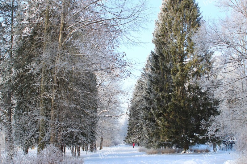 Winter Snow Leann Coldly Free Photos