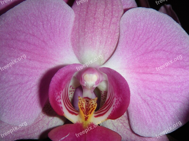 Flower Petal Plant Tropicale Bloom