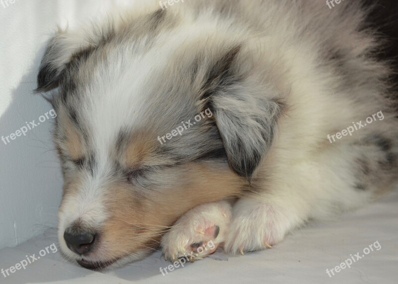 Puppy Puppy Sleeps Dog Bitch Shetland Sheepdog