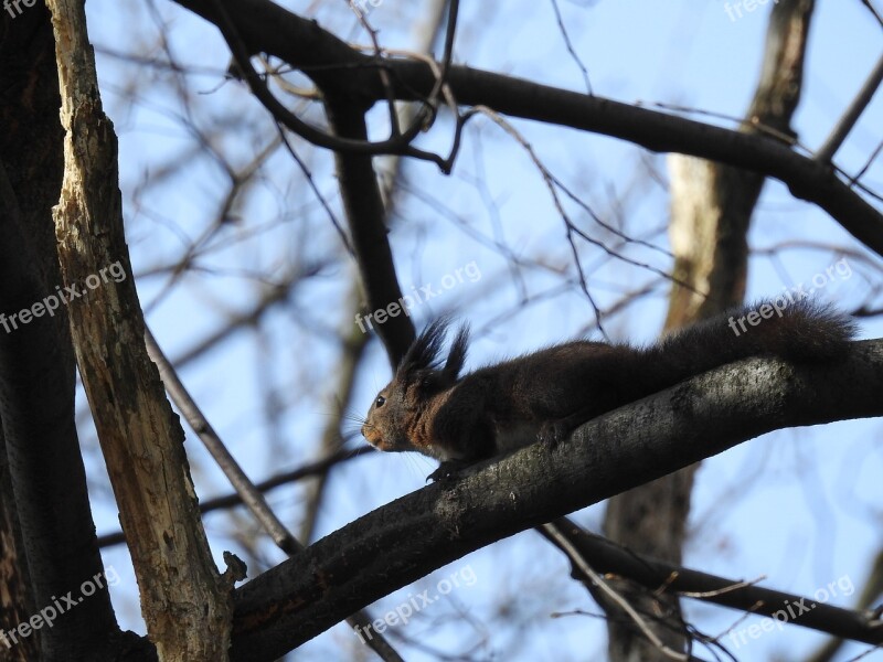 The Squirrel The Animals Of The Forest Free Photos